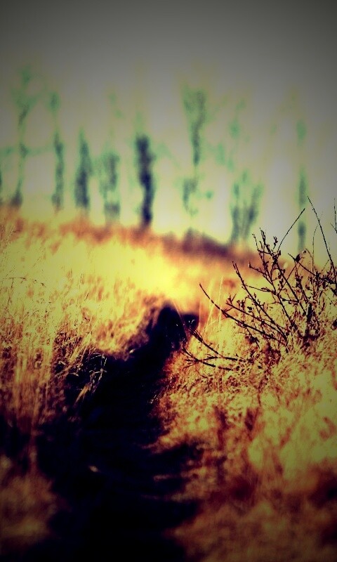 Тропинка в поле обои