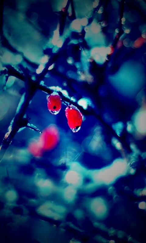 Замерзшие ягоды обои