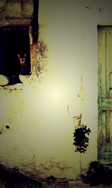 Кот выглядывает из разрушенного дома обои