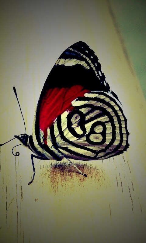 Бабочка на бревне обои