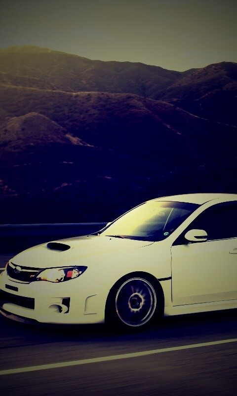 Белый субарь на тарссе обои