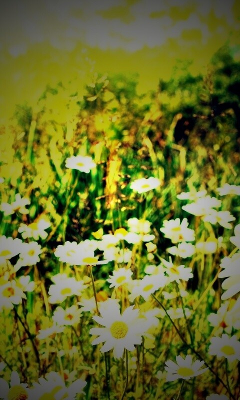 Солнечные ромашки обои
