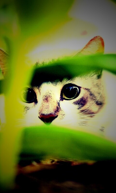Кот в засаде обои