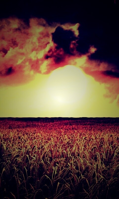 Закат над пшеничным полем обои