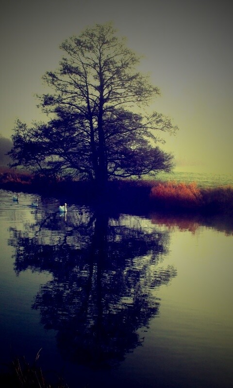 Дерево в тумане обои