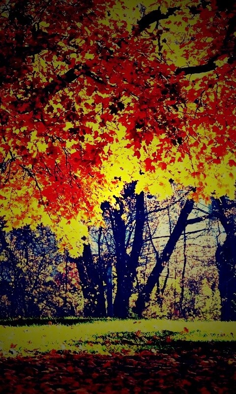 Размашистое осеннее дерево обои