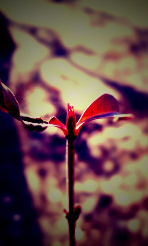 Красный росток обои