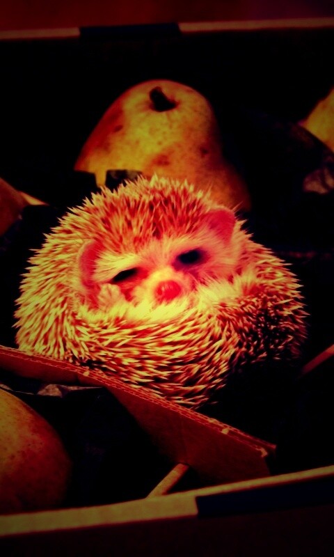 Ёжик в грушах обои