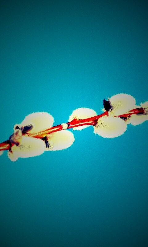 Пушистые почки обои