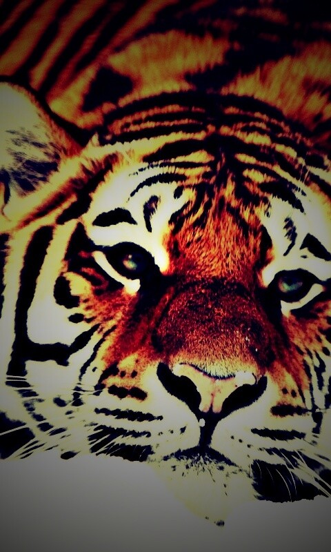 Тигр в снегу обои