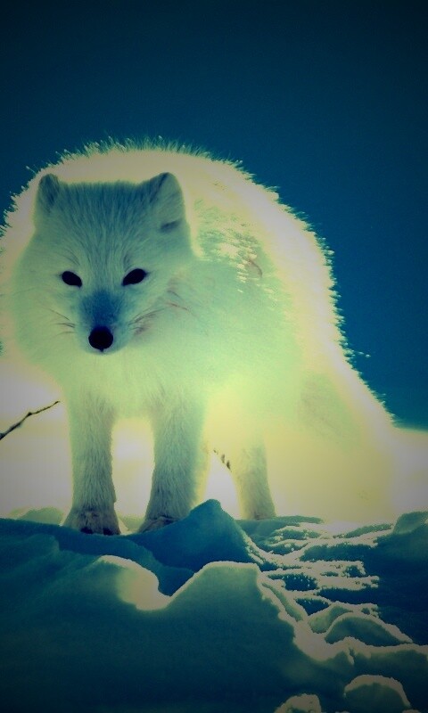 Белый песец обои