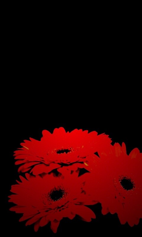 Красные герберы обои