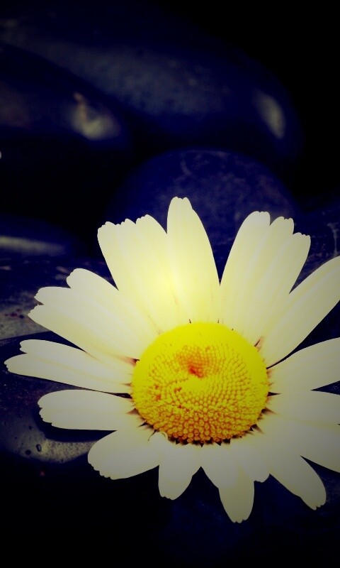 Ромашка среди гальки обои