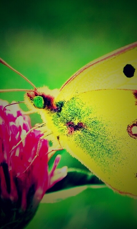 Бабочка на клевере обои