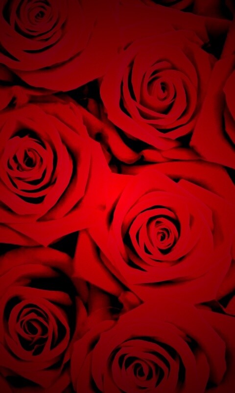 Букет красных роз обои
