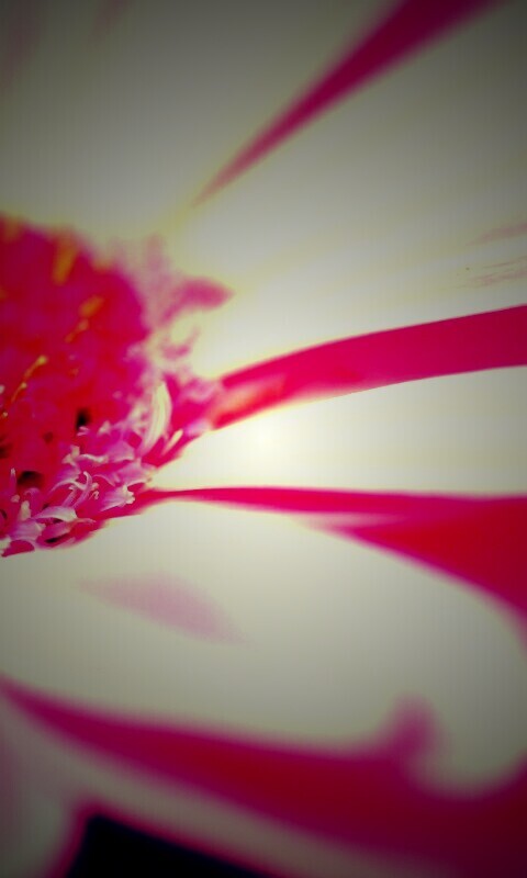 Гербер обои