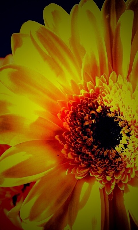 Желтый гербер обои