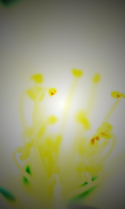 Желтые тычинки обои