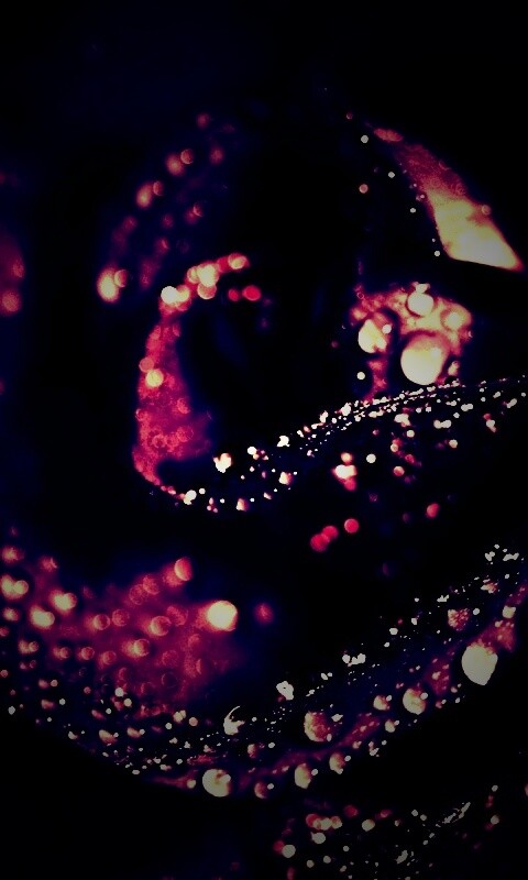 Черная роза обои