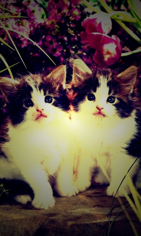 Котята в цветах обои