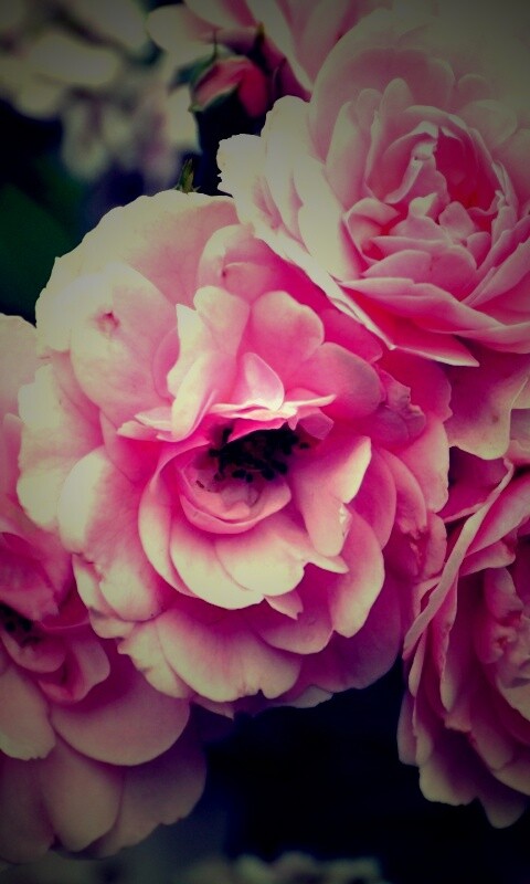 Розовые цветы обои