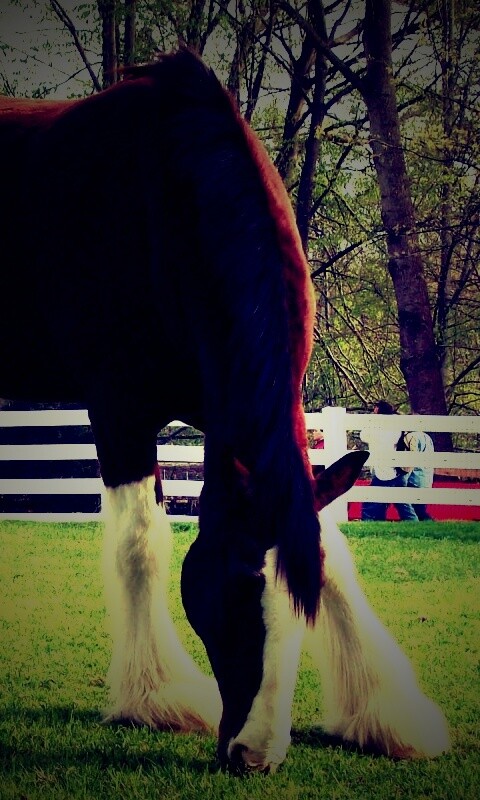 Лошадь с лохматыми ногами обои