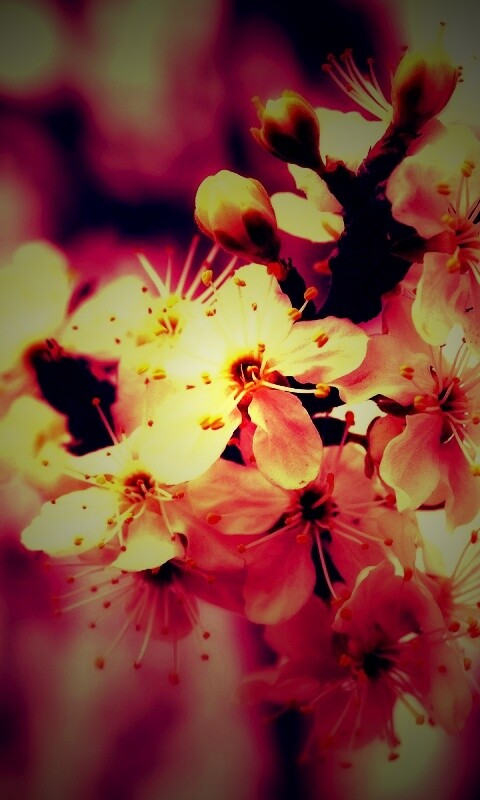 Белая вишня обои