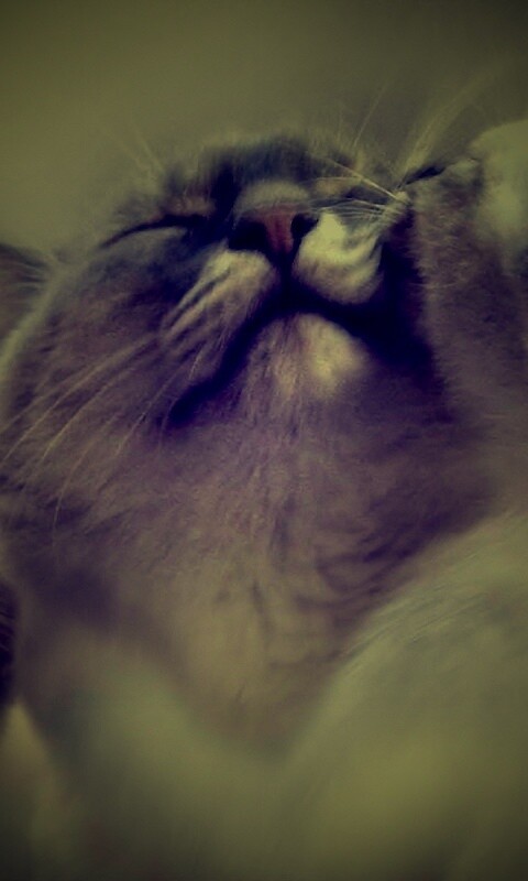 Котята с мамой обои