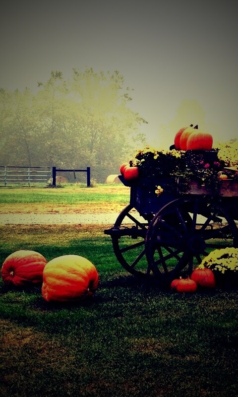 Урожай тыков обои