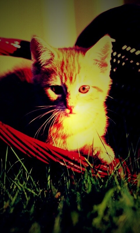 Рыжий котенок в корзине обои