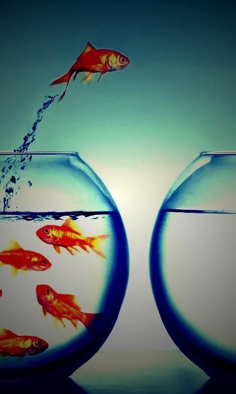 Побег рыбки обои