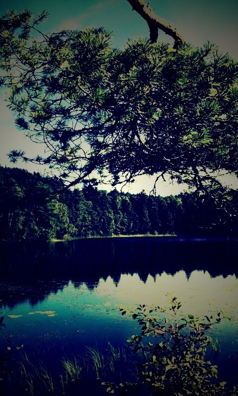 Ветка сосны над озером обои