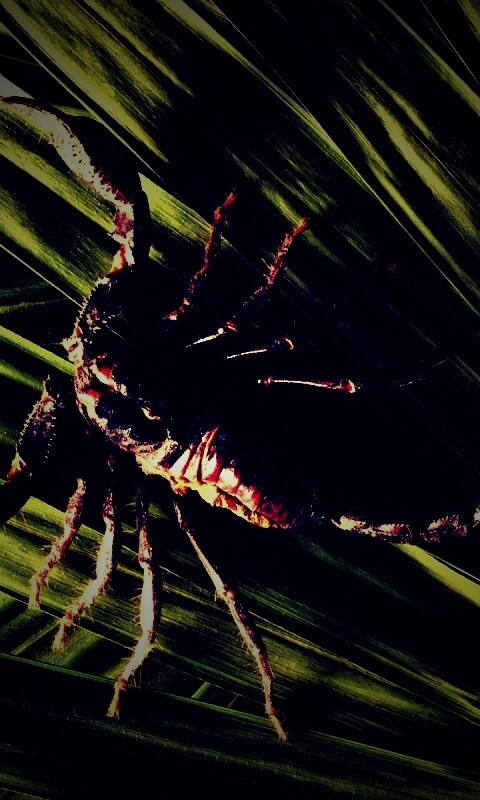 Скорпион на траве обои