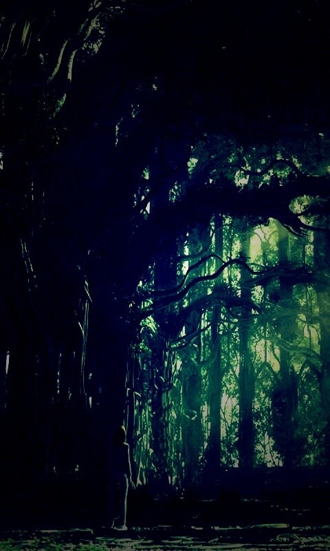 Одна в сумеречном лесу обои