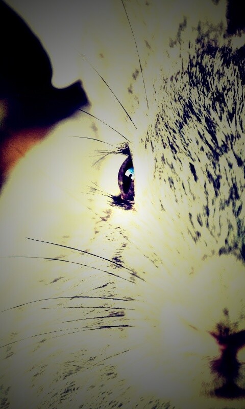 Пухлый кролик обои