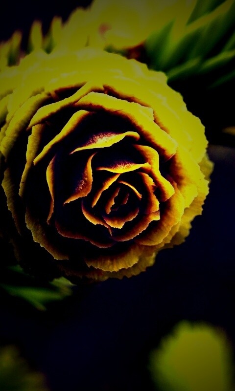 Молодая шишка обои