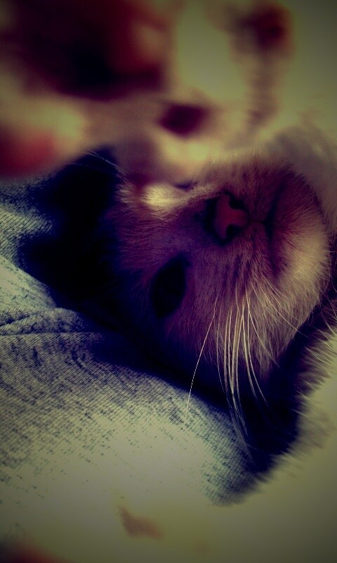 Кот фоткает сам себя обои