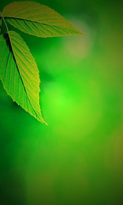 Два листа обои