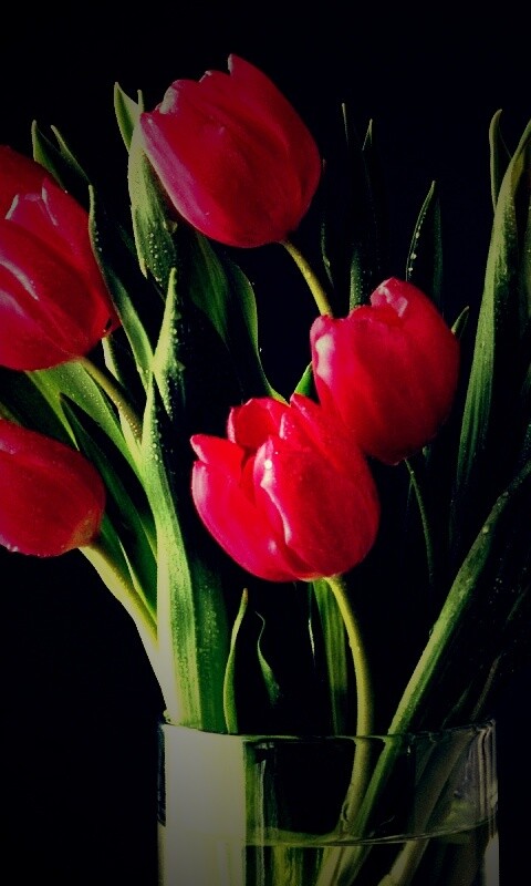 Букет тюльпанов обои