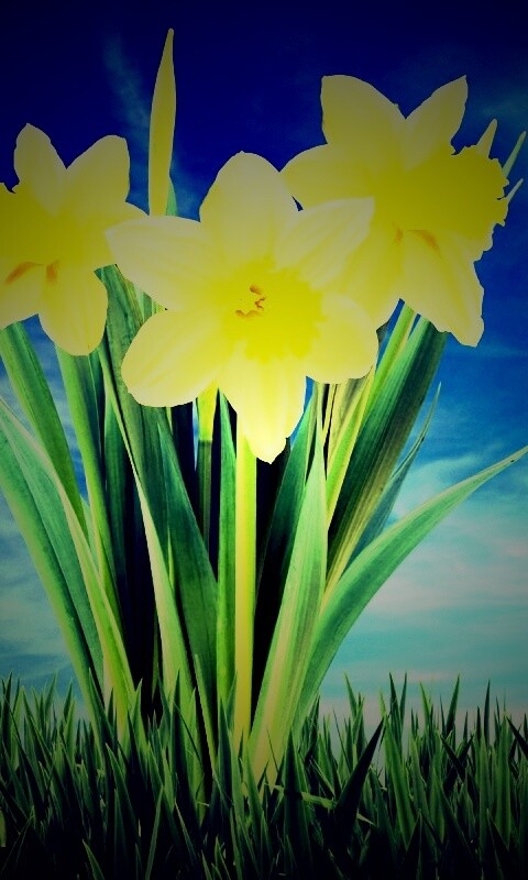 Букет цветов в траве обои