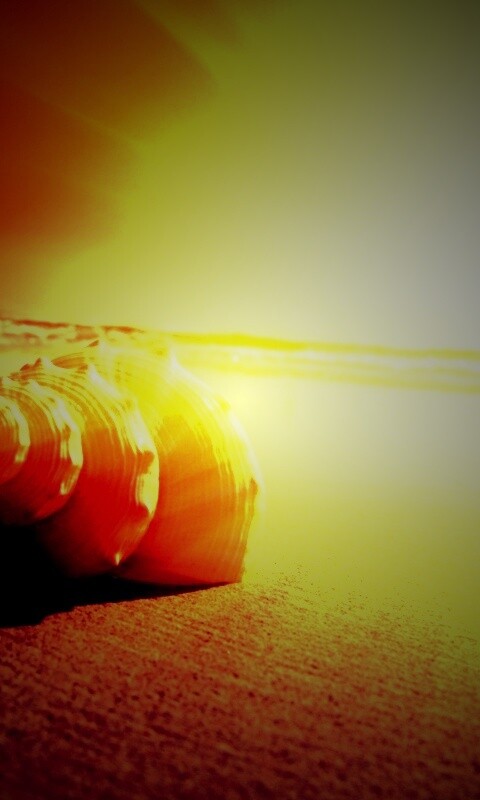 Золотистая ракушка обои