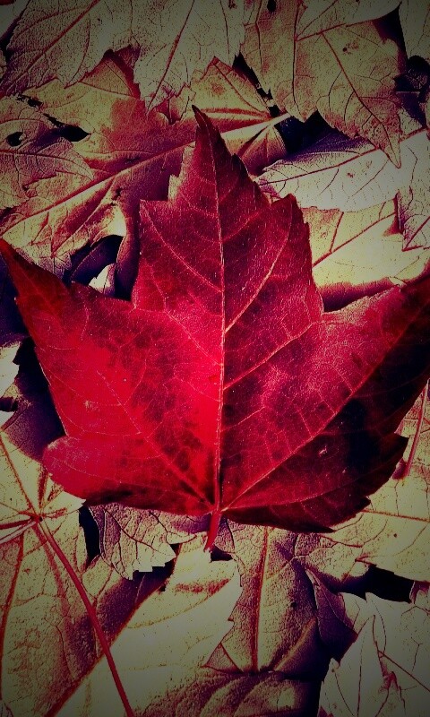 Флаг Канады из листьев обои