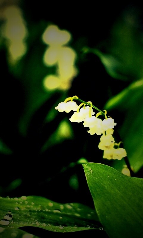 Белые цветочки обои