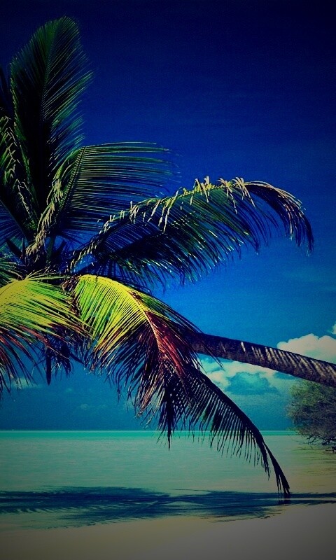 Пальма над водой обои