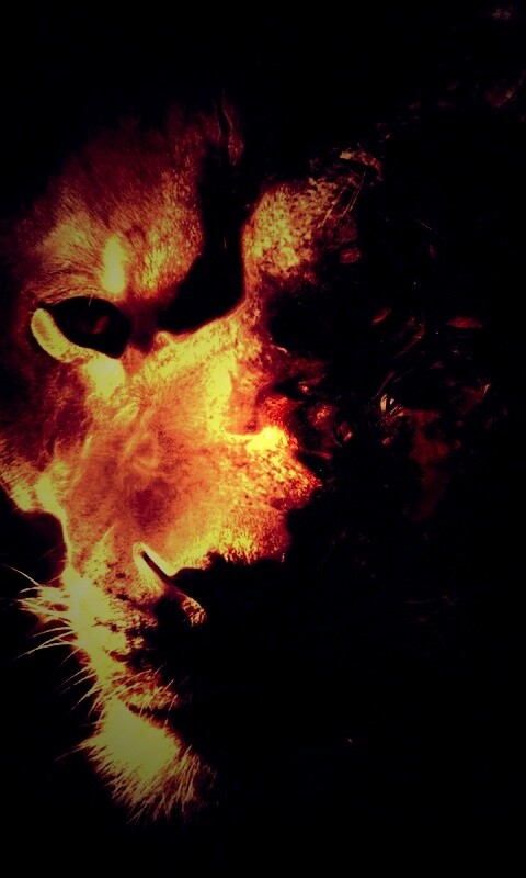 Фас льва обои