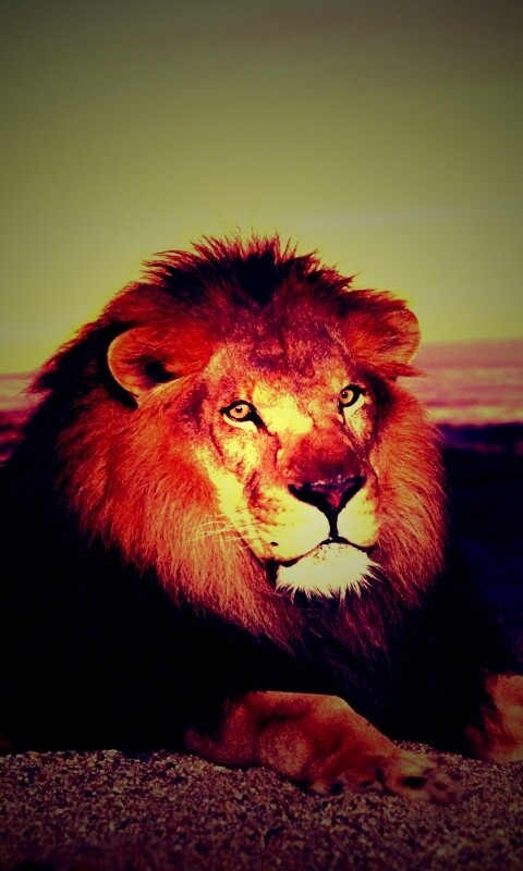 Лев на берегу океана обои