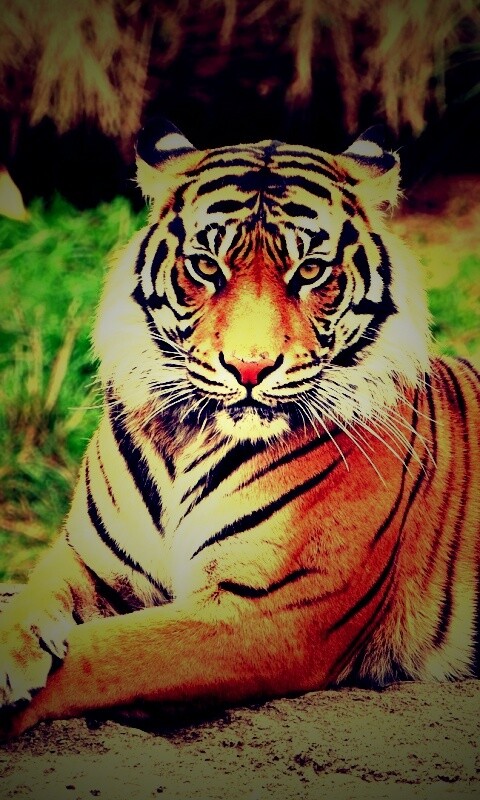 Тигр отдыхает обои