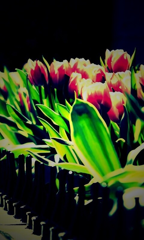 Букеты тюльпанов обои