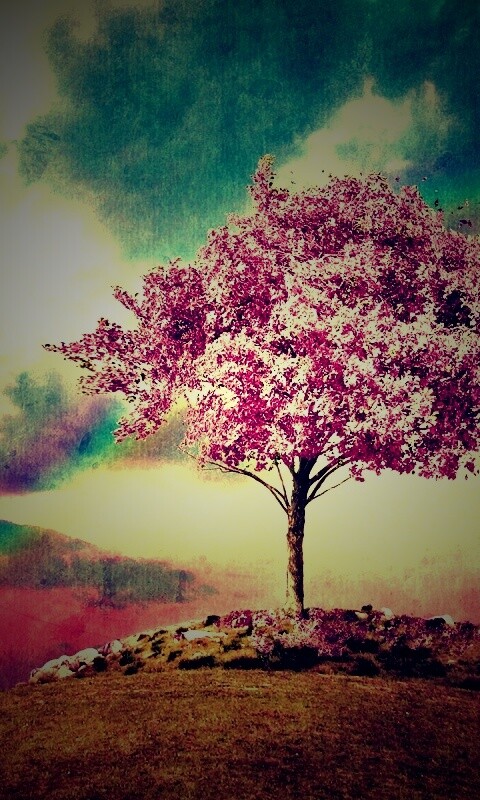 Одинокое цветущее дерево обои