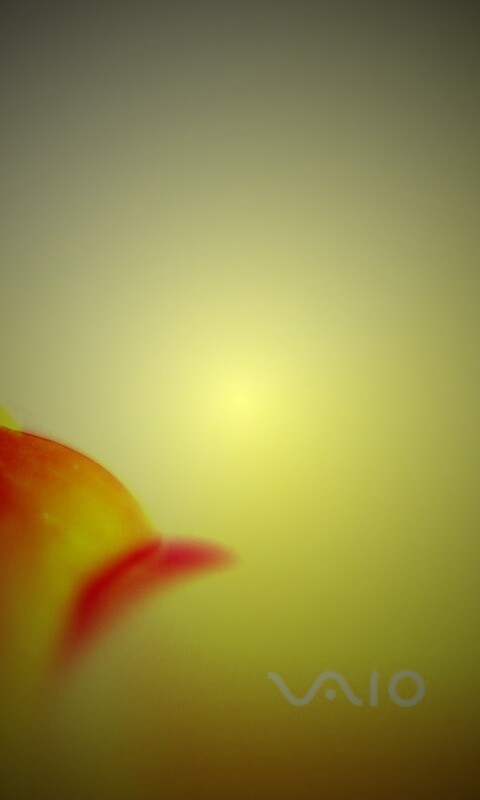 Цветок и логотип Vaio обои